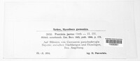 Puccinia hieracii var. hieracii image